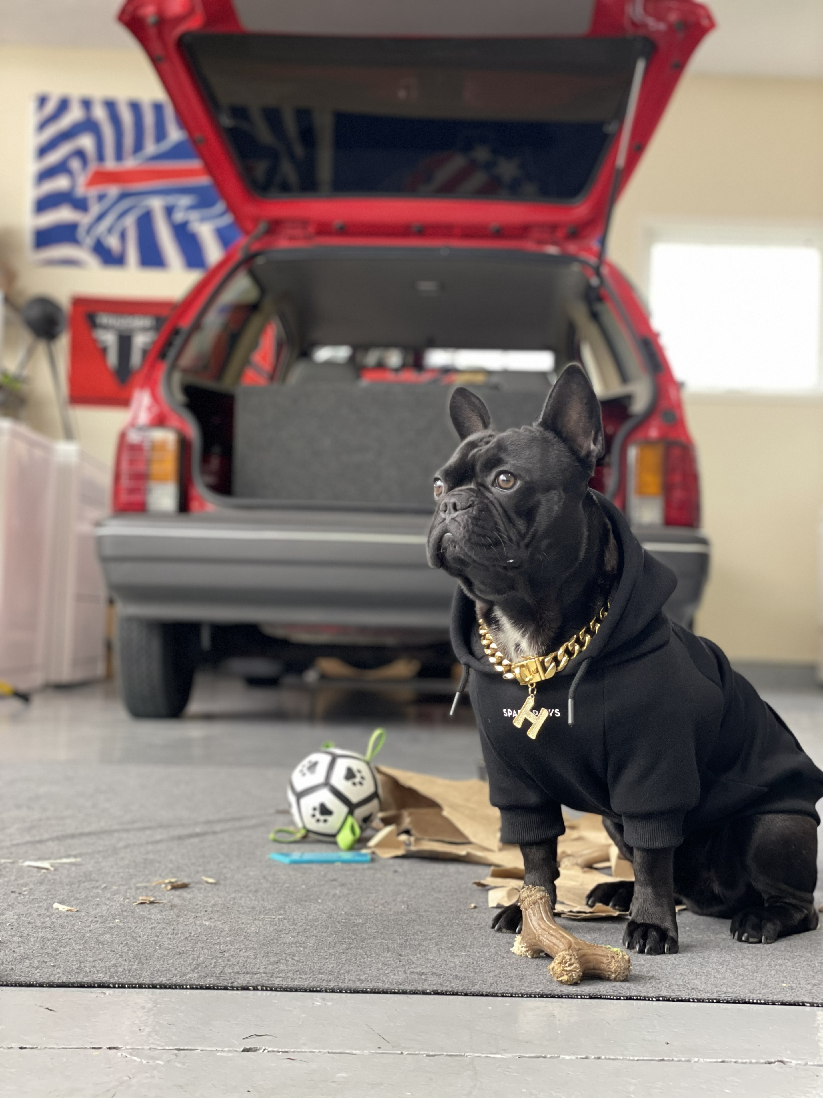 Hank the shop dog in his hoodie and gold chain